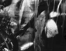 Peeking_fish