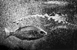 Speckle_fish