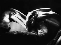 Three_beaks