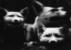 Three_foxes