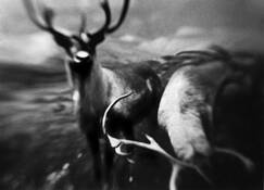 Two_elks