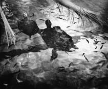 Two_turtles