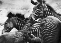 Zebras_pretending_2