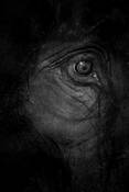 Animals_11