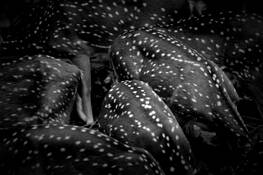 Animals_5