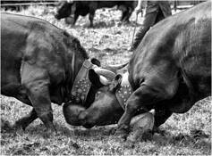 Cow_fights_2
