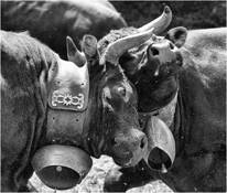 Cow_fights_5