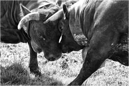 Cow_fights_7