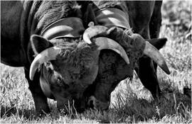 Cow_fights_9