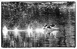 Duck_takeoff