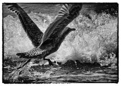 Gull__2
