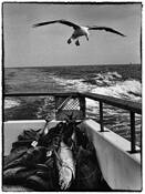 Gull__3