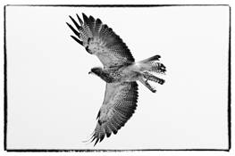 Hawk__2