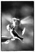 Hummingbirds