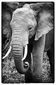 Elephant_portrait