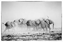 Elephant_stampede