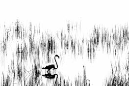 Flamingo_silhouette
