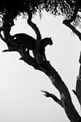 Leopard_silhouette
