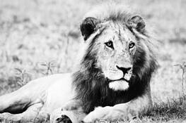 Lion_king