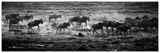 Migration