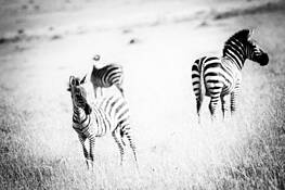 Zebras_on_guard