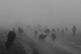 Cows_and_herder