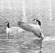 Geese_1