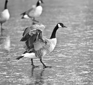 Geese_3