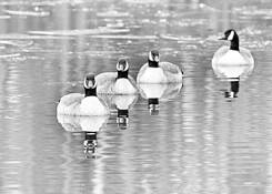 Geese_5
