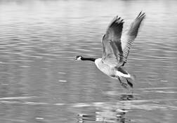 Goose_1
