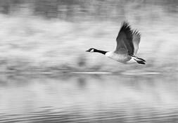 Goose_2