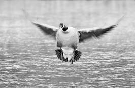 Landing