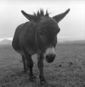 Burro