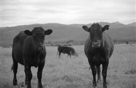 Hereford_ranch_3