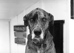 Oscar