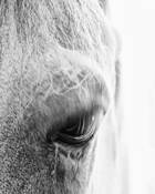 Equines_3