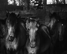 Equines_6