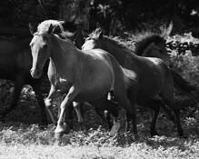 Equines_8