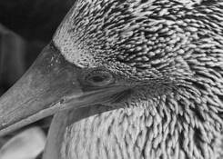 Blue_footed_booby