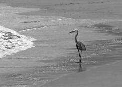 Blue_heron