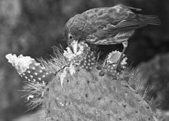 Cactus_finch