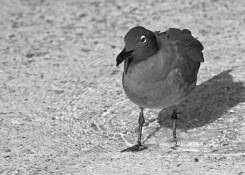 Lava_gull