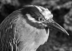 Night_heron
