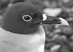 Swallow_tailed_gull