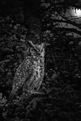 Night_owl