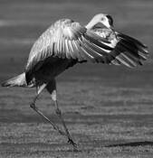 Sandhill_crane_mating_dance