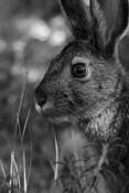 Wild_hare