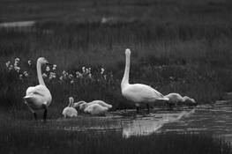 Family_meeting
