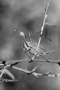 Praying_insect
