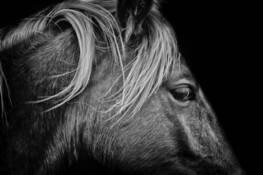 Horse1